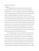 Rainforest & Zoo Research Paper