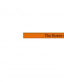 The Flower of Services Framework