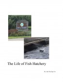 The Life of Fish Hatchery