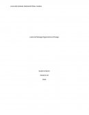 Management Organization